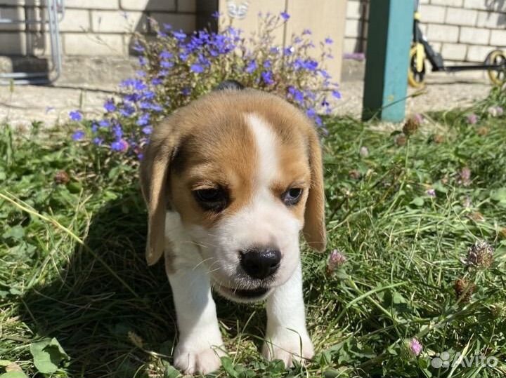 Щенки бигля