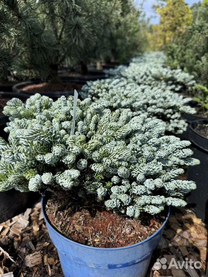 Пихта айсбрекер