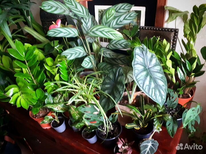 Комнатные растения