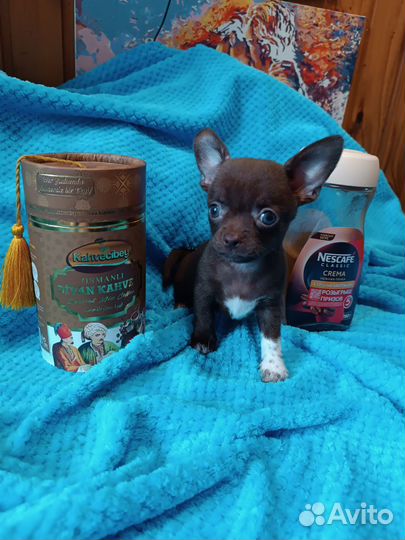 Малыш чокопай