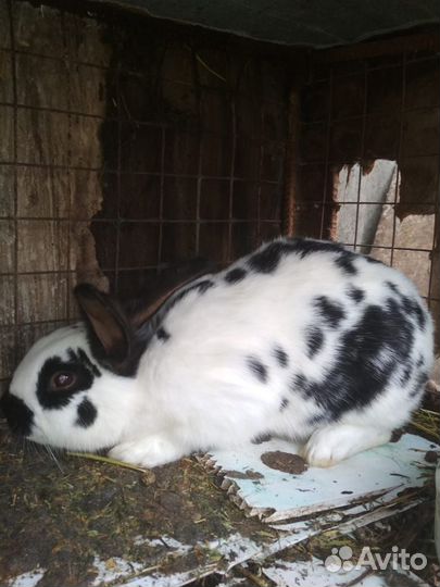 Продам кроликов