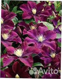 Клематис Варшавская Ночь