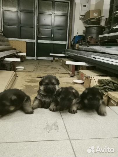 Щенки немецкой овчарки