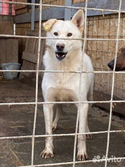 Блейд охранник в добрые руки
