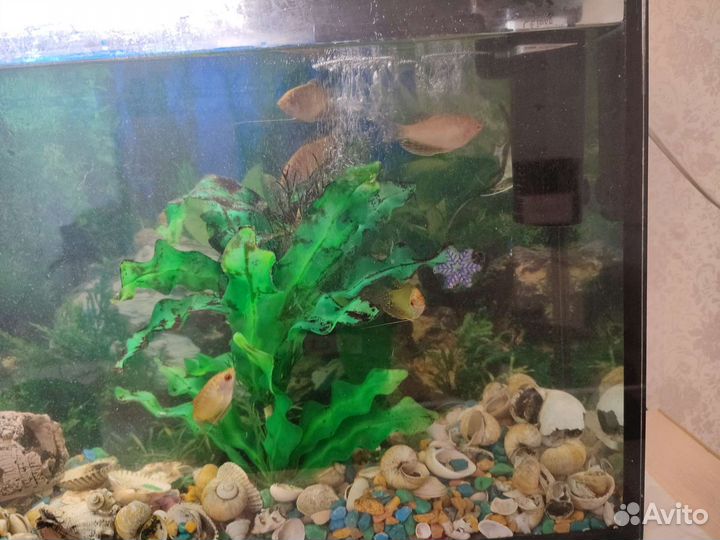 Аквариум