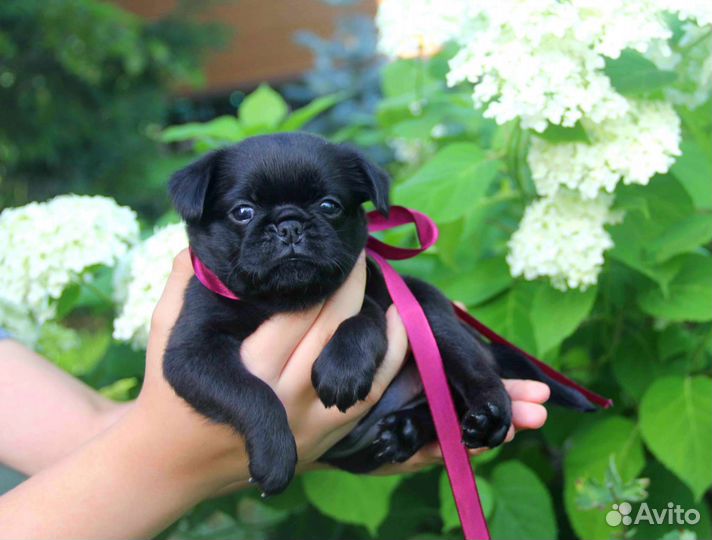 Пти брабансон. Девица