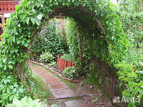 Девичий виноград пятилисточковый