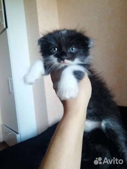 Котик бесплатно