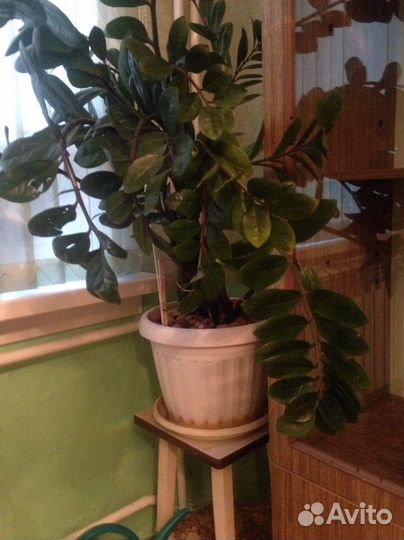 Замиокулькас-Долларовое дерево