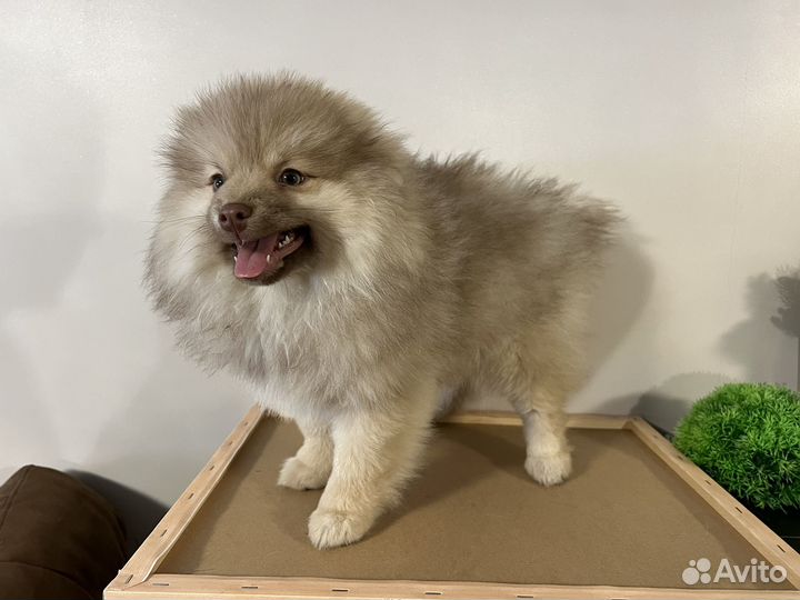 Щенки помски