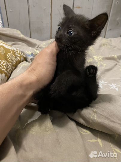 Котята в добрые руки даром девочка