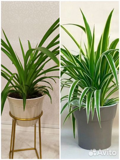 Хлорофитум