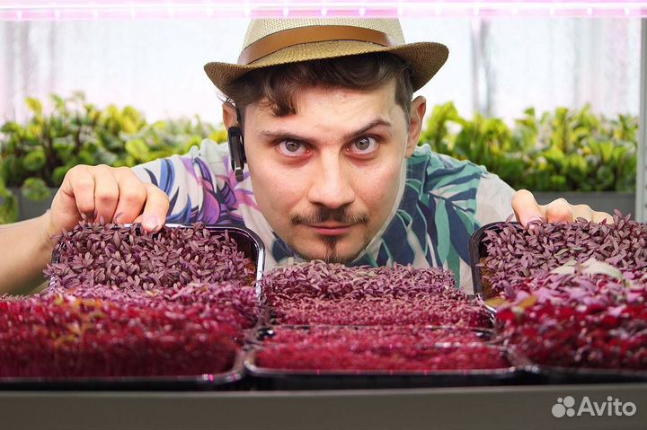 Семена для микрозелени