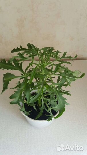 Каланхоэ Лициниата Рассечённое Суккулент