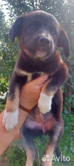 Щенок девочка