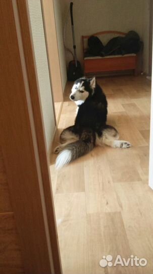 Передержка