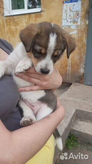 Возьмите в добрые руки