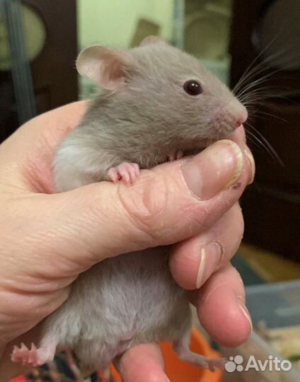 Малыши сирийского хомяка