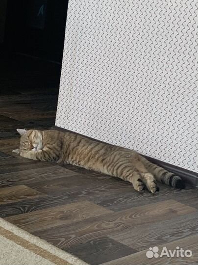 Шотландский кот вязка