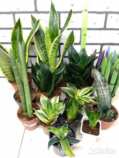Сансевиерия сортовая 1