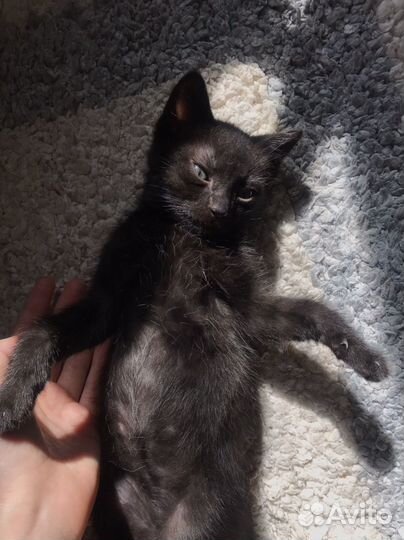 Котята бесплатно в добрые руки