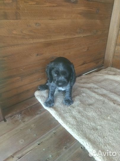 Спаниель щенки