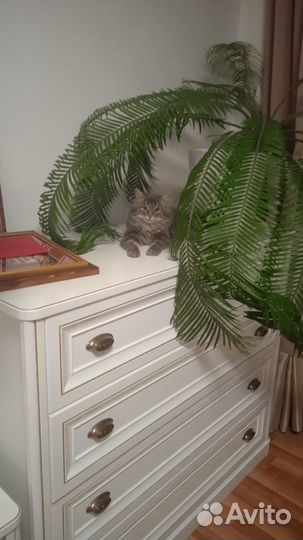 Кошечка бесплатно