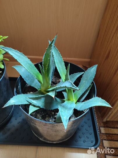 Продам агаву