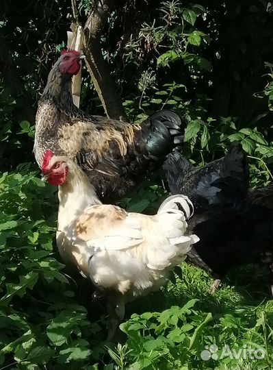 Куры молодки, петушки