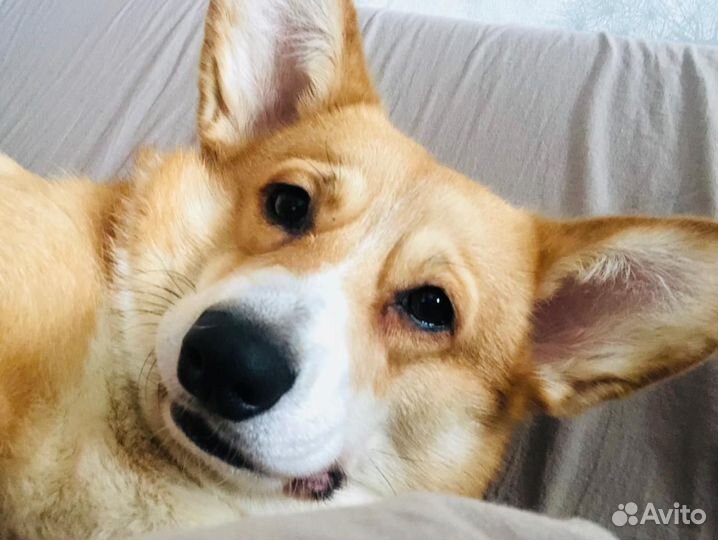 Выгул собак