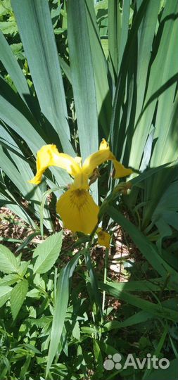 Ирисы сортовые