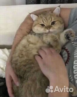 Домашняя передержка кошек