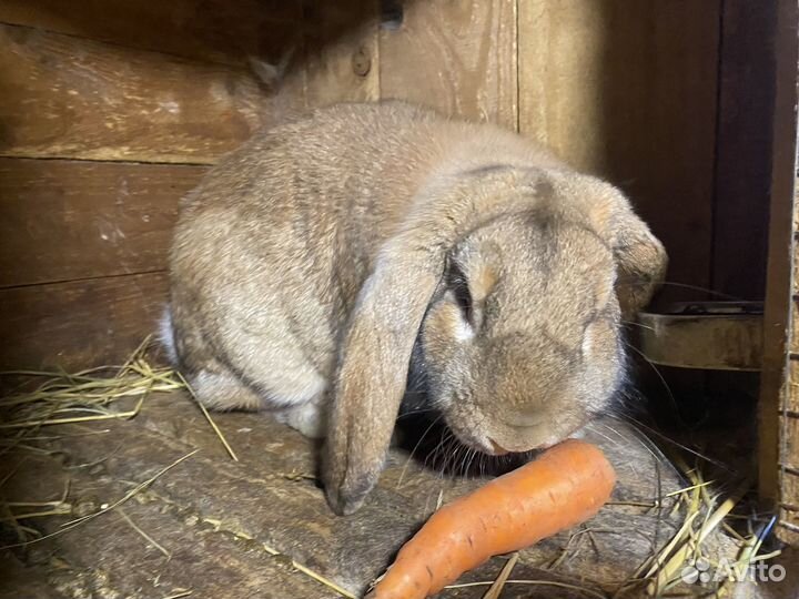 Кролики Французский баран