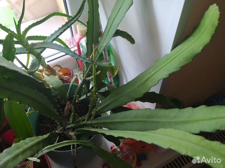 Комнатные цветы