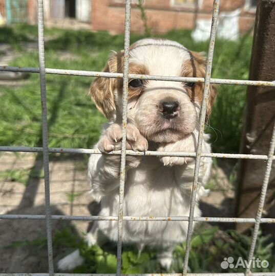 Бретонский эпаньоль щенки