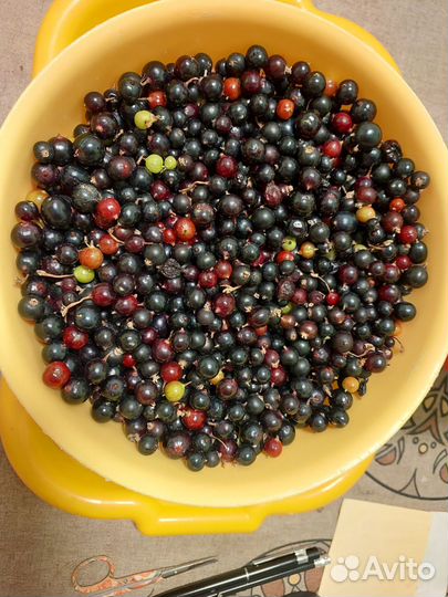 Черная смородина ягода