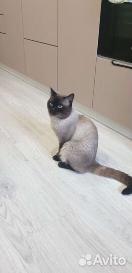 Тайская кот
