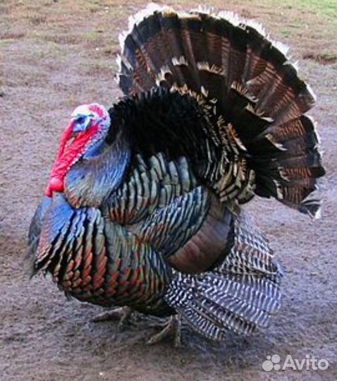 Индюки индюшата