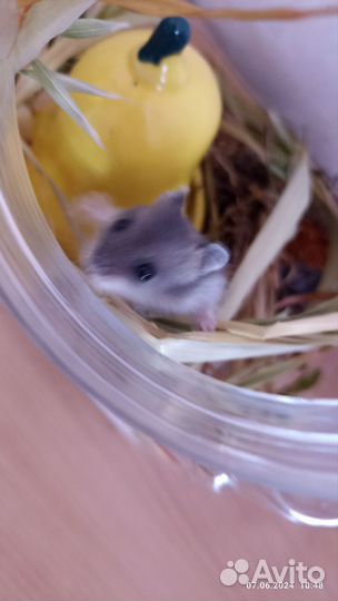 Джунгарский хомяк