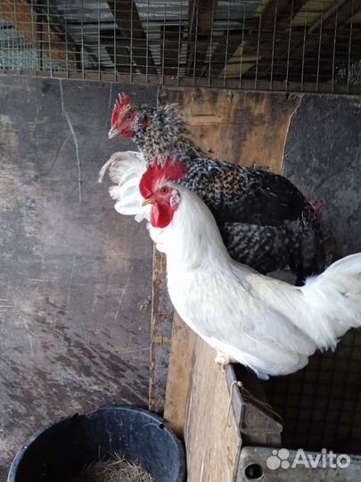 Куры и петухи