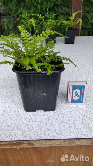 Редкие садовые растения