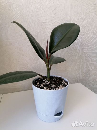 Продам фикус