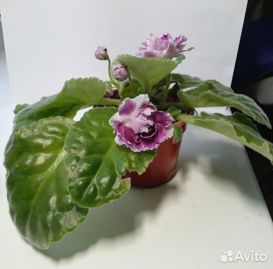 Фиалка цветущая