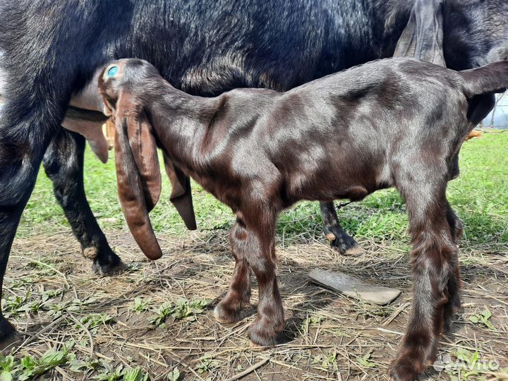 Козлята камори-нубийские