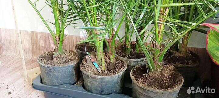 Финиковая пальма