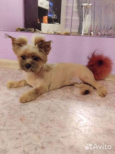 Стрижка собак и кошек. Выезд на дом