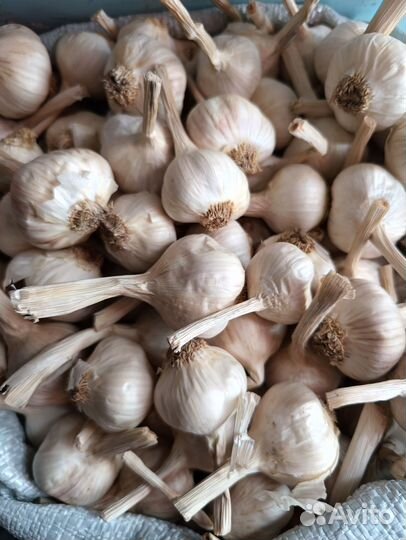 Яровой чеснок