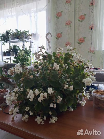 Бегония вечноцветущая махровая