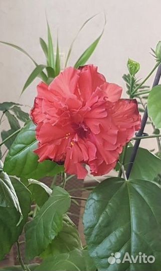 Гибискус китайская роза