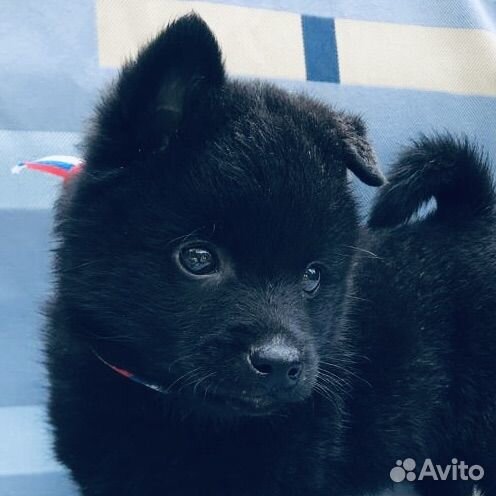 Шипперке, щенки шипперке